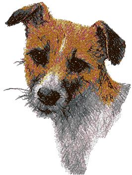 Jack Russell Terrier (Parson Russell Terrier)
