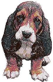 Basset Hound Puppy