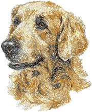 Golden Retriever II Golden Retriever II