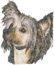 Chinese Crested Dog (Hairless)
