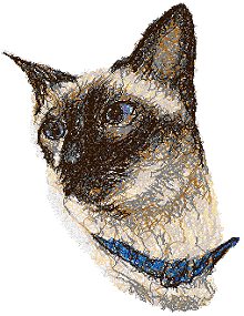 Siamese Cat with Blue Collar Siamese Cat with Blue Collar