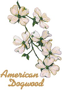 Trees in Blossom Series: American Dogwood