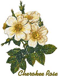 Wild Flower Series: Cherokee Rose