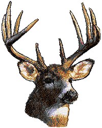 Deer Deer