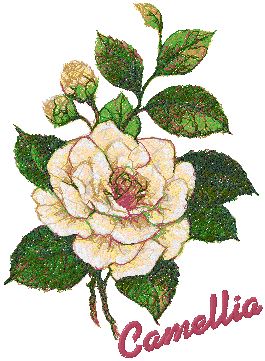 Garden Flower Series: White Camellia