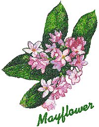 Trees in Blossom Series: Mayflower Trees in Blossom Series: Mayflower