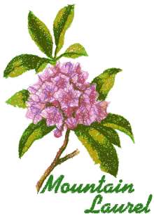 Trees in Blossom Series: Mountain Laurel
