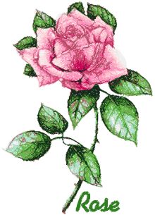 Garden Flower Series: Rose