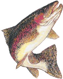 Leaping Trout Leaping Trout
