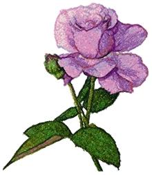 Lavender Beauty Rose