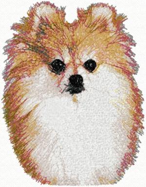 Pomeranian