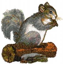 Squirrel