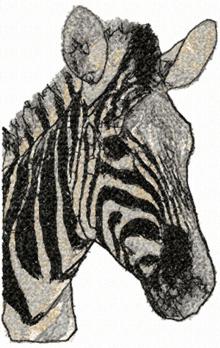 Zebra