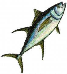 Yellowfin Tuna