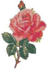 Scarlet Rose