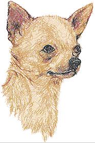 Chihuahua