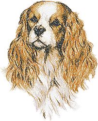 Cavalier King Charles Spaniel