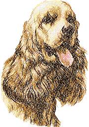 Cocker Spaniel