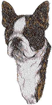 Boston Terrier