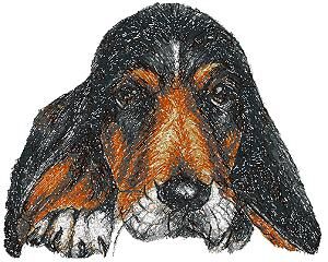 Basset Hound