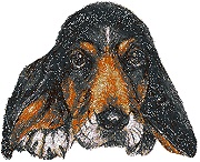 Basset Hound