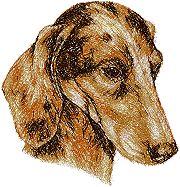 Dachshund