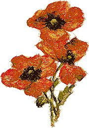 Poppies