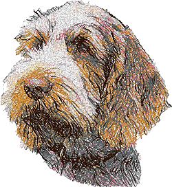 Spinone Italiano (Italian Wire-haired Pointer)