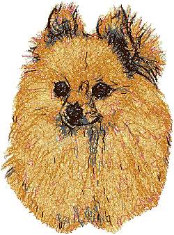 Pomeranian