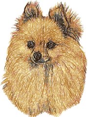 Pomeranian