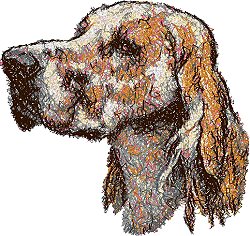 English Setter