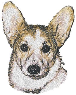 Corgi (Welsh Pembroke)