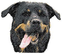 Rottweiler