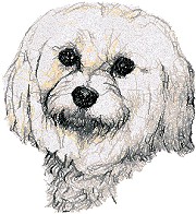 Maltese (Maltese Lion Dog)