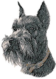 Schnauzer Black