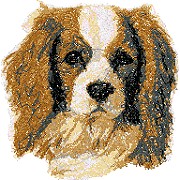 Cavalier King Charles Spaniel