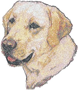 Labrador Retriever (Yellow Lab)