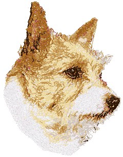 Norwich Terrier