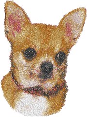 Chihuahua IV