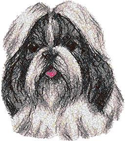 Shih Tzu