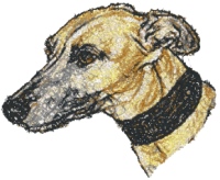 Whippet