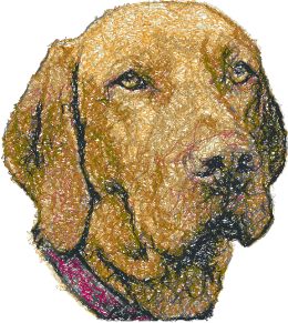 Vizsla (Hungarian Pointer)