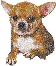 Chihuahua V