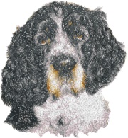 English Springer Spaniel