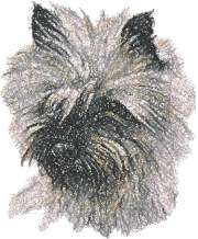 Cairn Terrier II