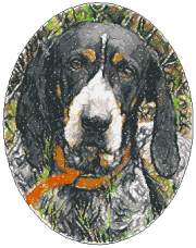 Bluetick Coonhound