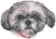 Shih Tzu II