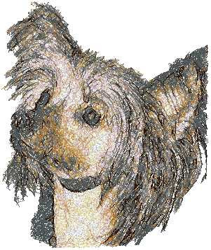 Chinese Crested Dog (Hairless)