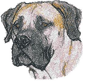 Boerboel