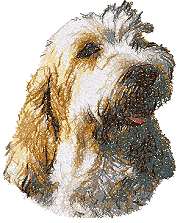 Petit Basset Griffon Vendeen